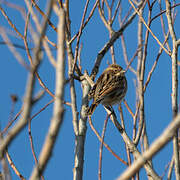 Common Reed Bunting