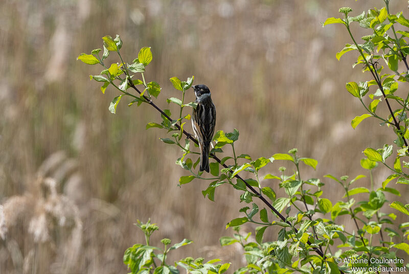 Common Reed Bunting male adult breeding