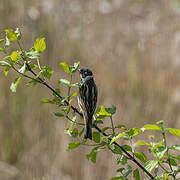 Common Reed Bunting