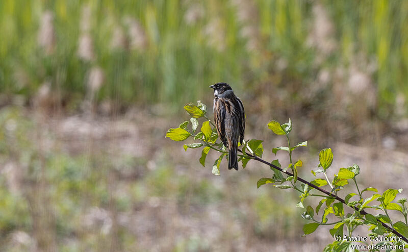 Common Reed Bunting male adult breeding