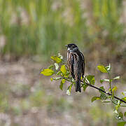 Common Reed Bunting