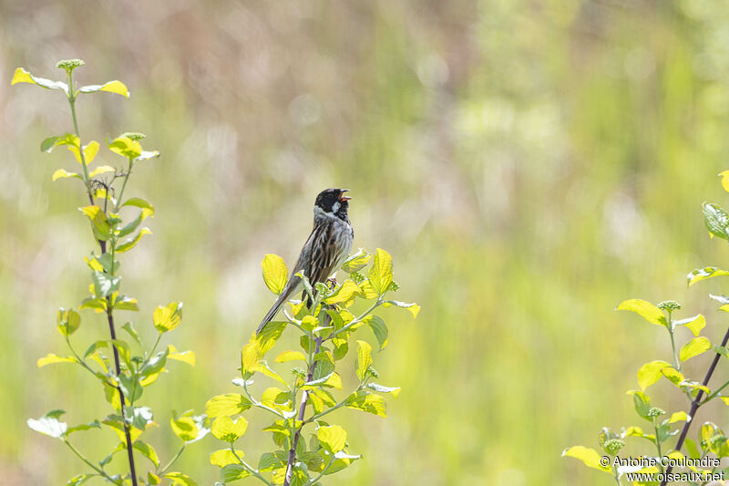 Common Reed Buntingadult breeding, song