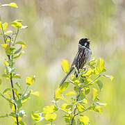 Common Reed Bunting