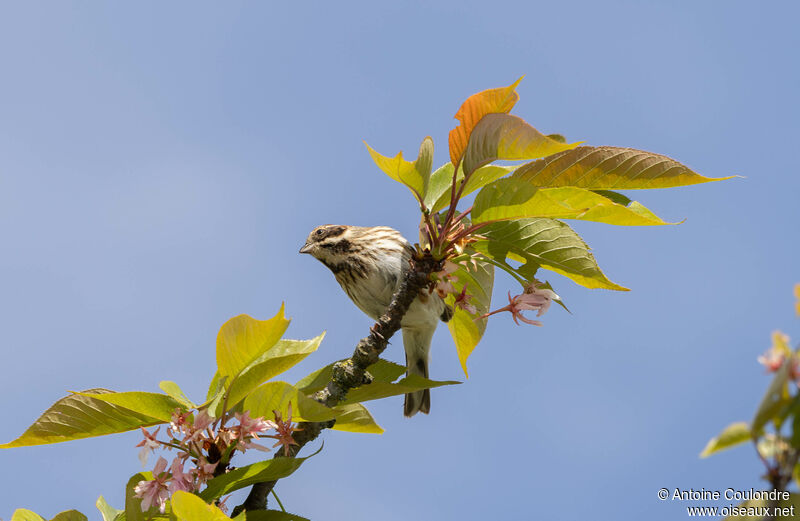 Bruant des roseaux femelle adulte nuptial