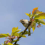 Common Reed Bunting