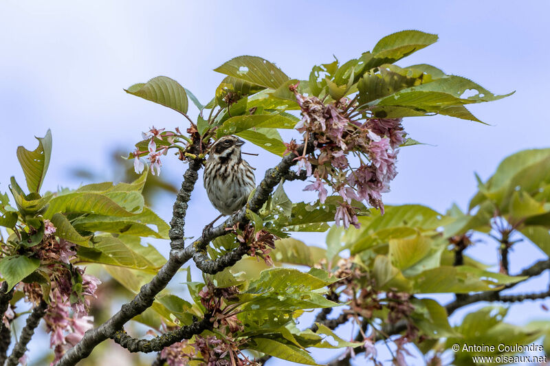 Common Reed Bunting female adult breeding, fishing/hunting