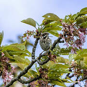 Common Reed Bunting