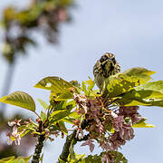 Common Reed Bunting