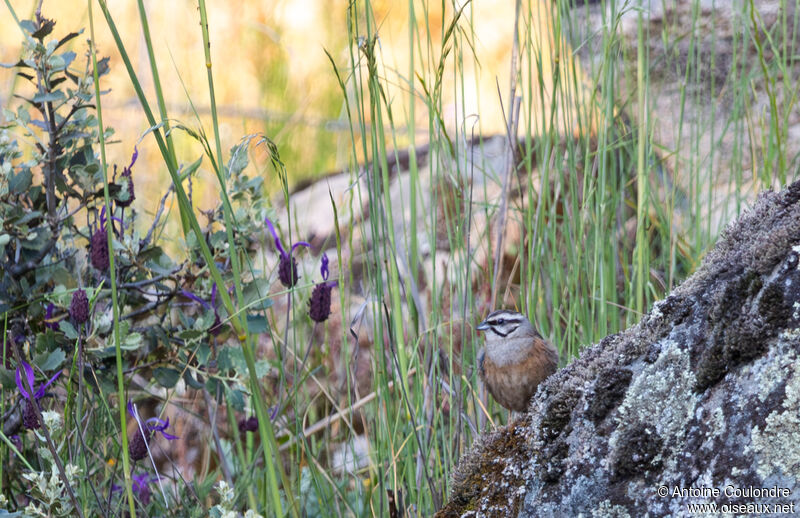 Rock Bunting male adult breeding