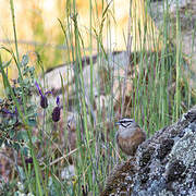 Rock Bunting