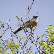 Rock Bunting