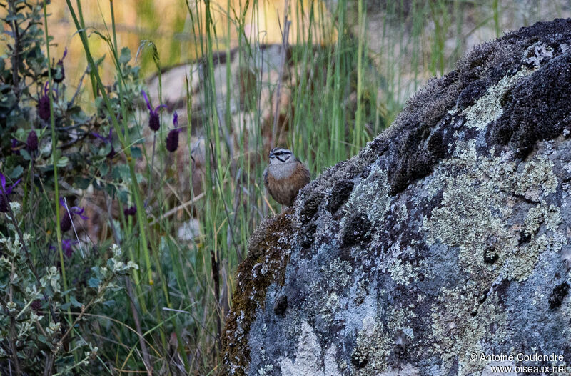 Rock Bunting male adult breeding