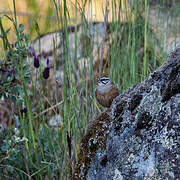 Rock Bunting