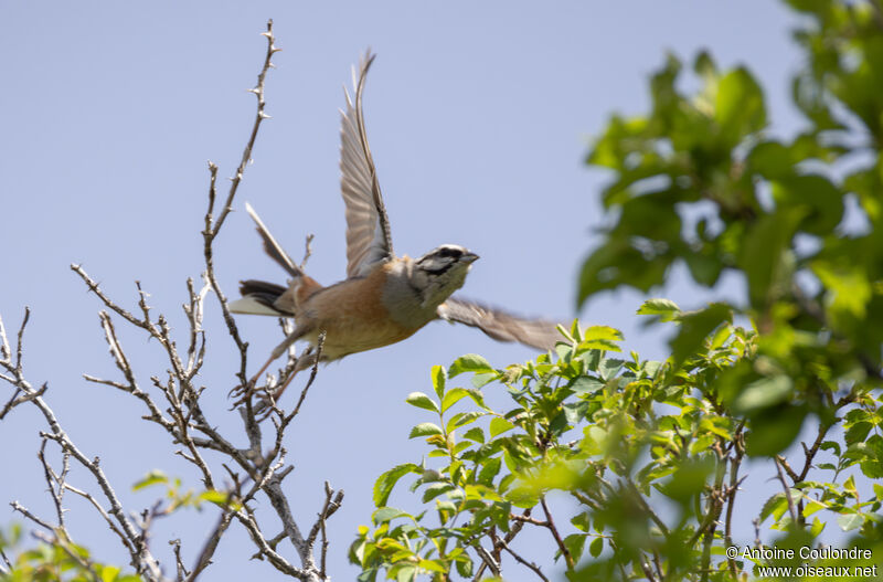 Rock Bunting male adult breeding