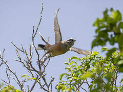 Rock Bunting