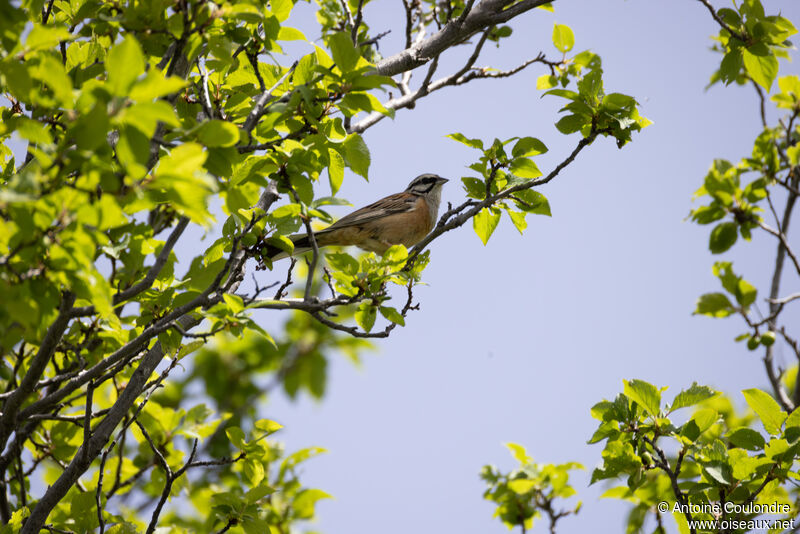 Rock Bunting male adult breeding