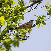 Rock Bunting