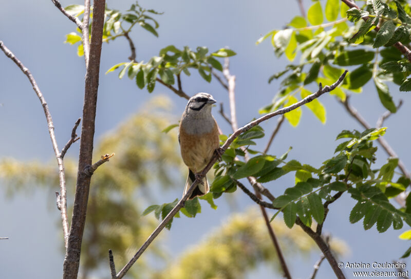 Rock Bunting male adult breeding