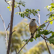 Rock Bunting