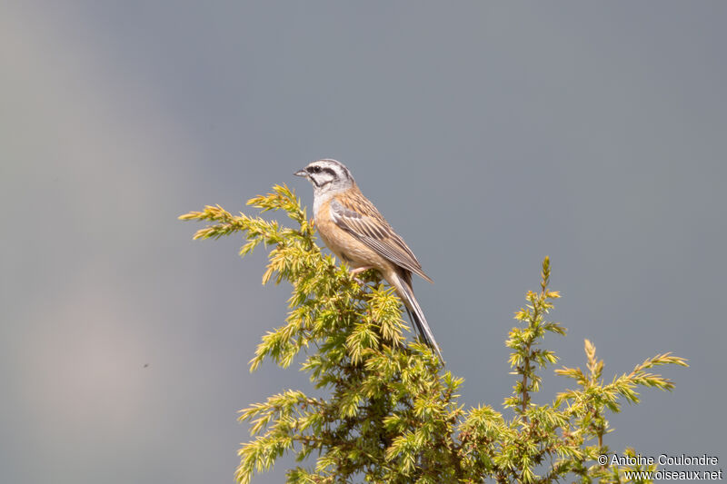 Rock Bunting male adult breeding