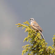 Rock Bunting