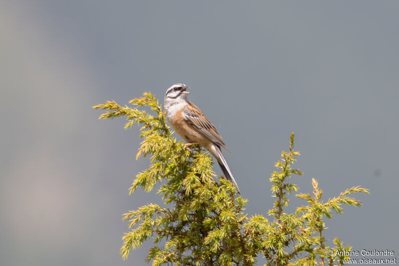 Rock Bunting male adult breeding, song