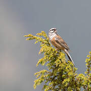 Rock Bunting