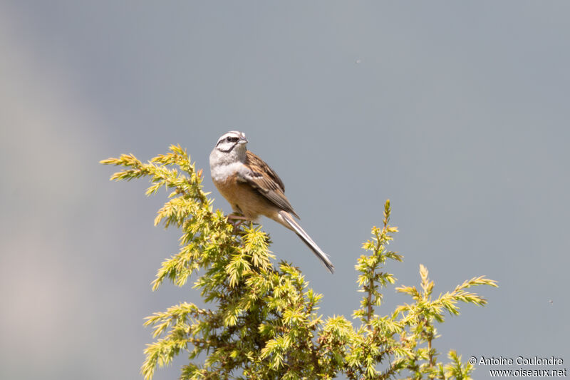 Rock Bunting male adult breeding