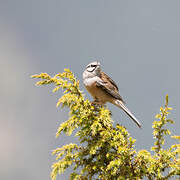 Rock Bunting