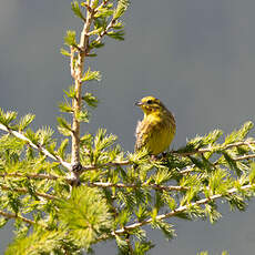 Bruant jaune