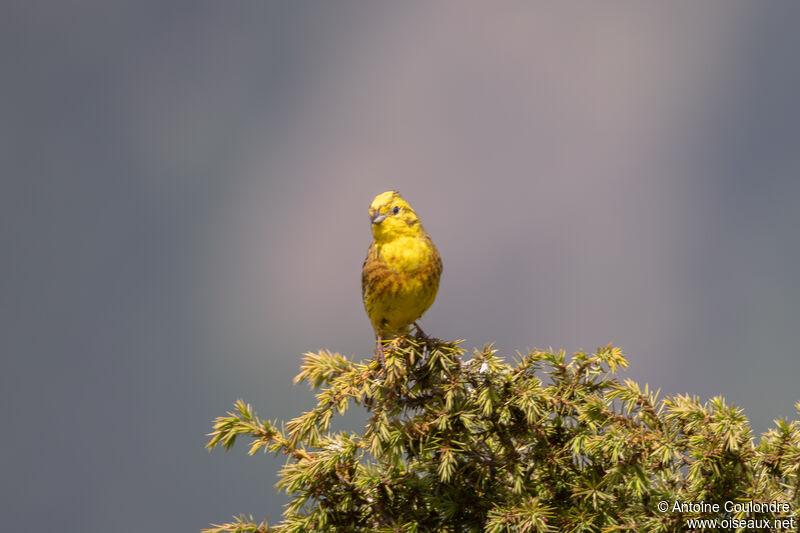 Bruant jaune mâle adulte nuptial