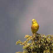 Bruant jaune