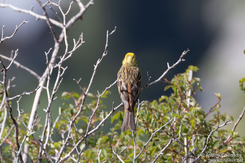 Yellowhammer male adult breeding