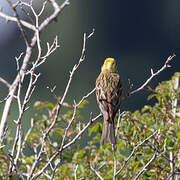 Yellowhammer