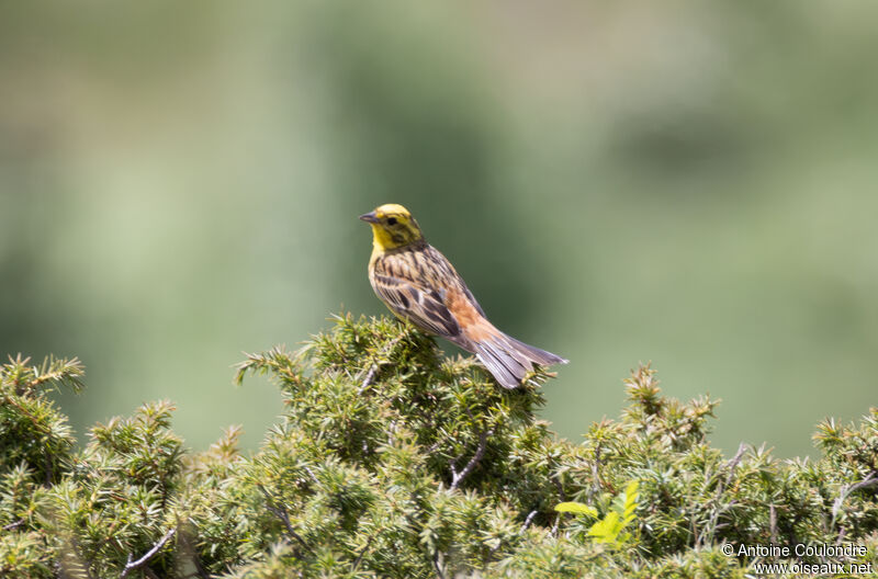 Yellowhammer male adult breeding