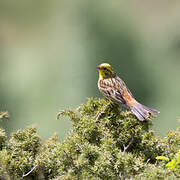 Bruant jaune