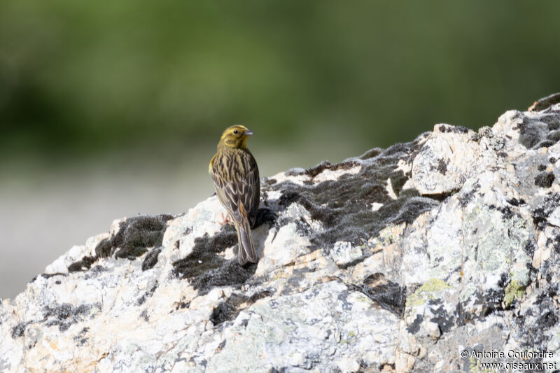 Yellowhammer female adult breeding