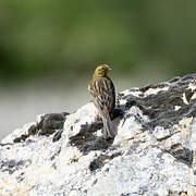 Yellowhammer