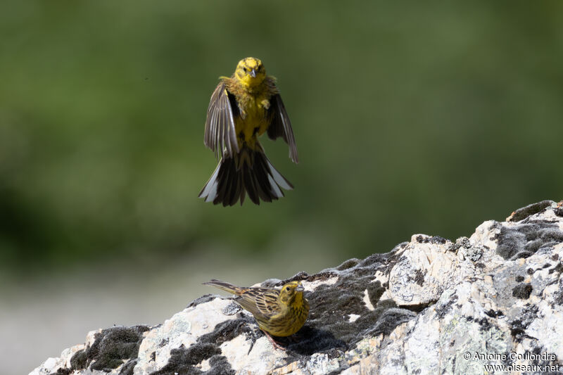 Yellowhammeradult breeding, courting display