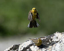 Yellowhammer