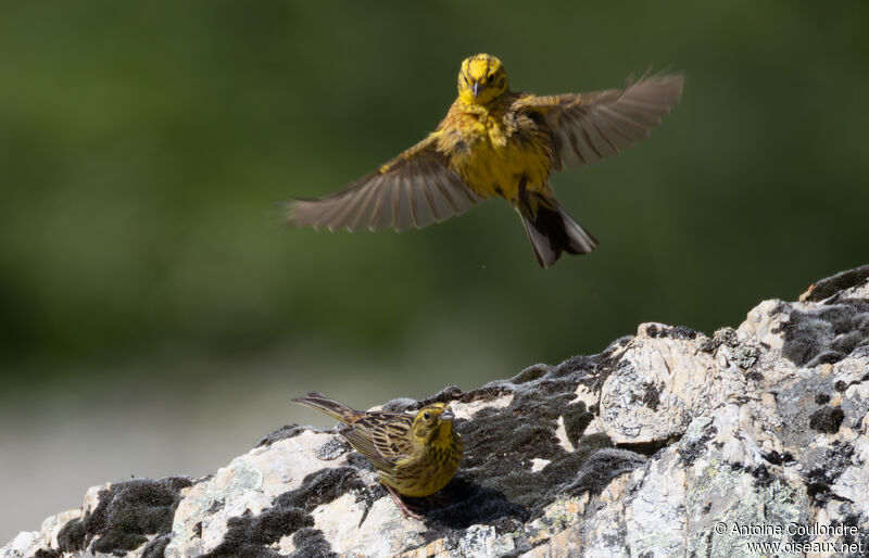 Yellowhammeradult breeding, courting display