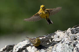 Bruant jaune