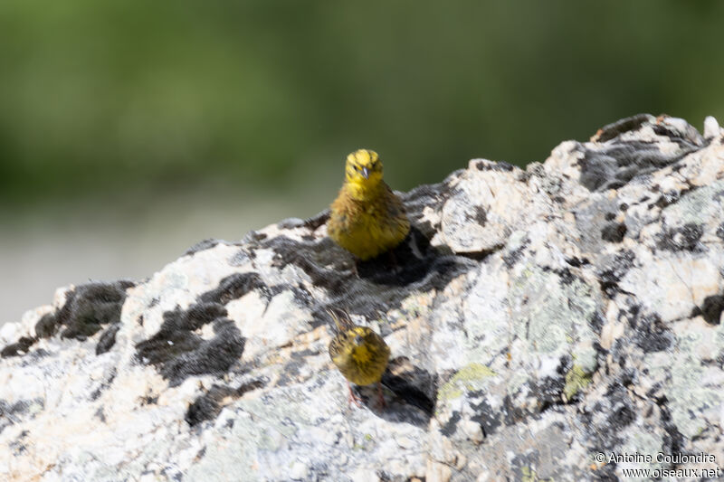 Yellowhammeradult breeding, courting display