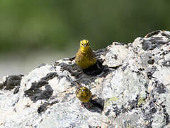 Bruant jaune