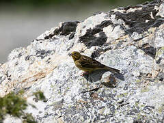 Bruant jaune