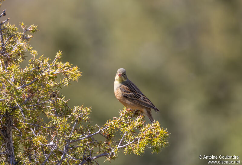 Ortolan Bunting male adult breeding