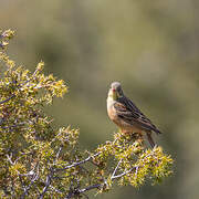 Ortolan Bunting