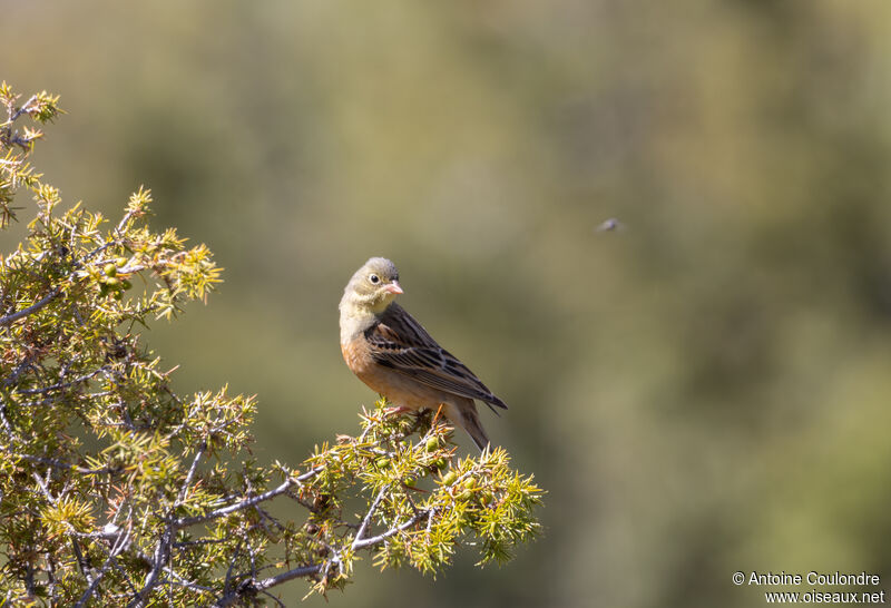 Ortolan Bunting male adult breeding