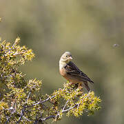 Ortolan Bunting