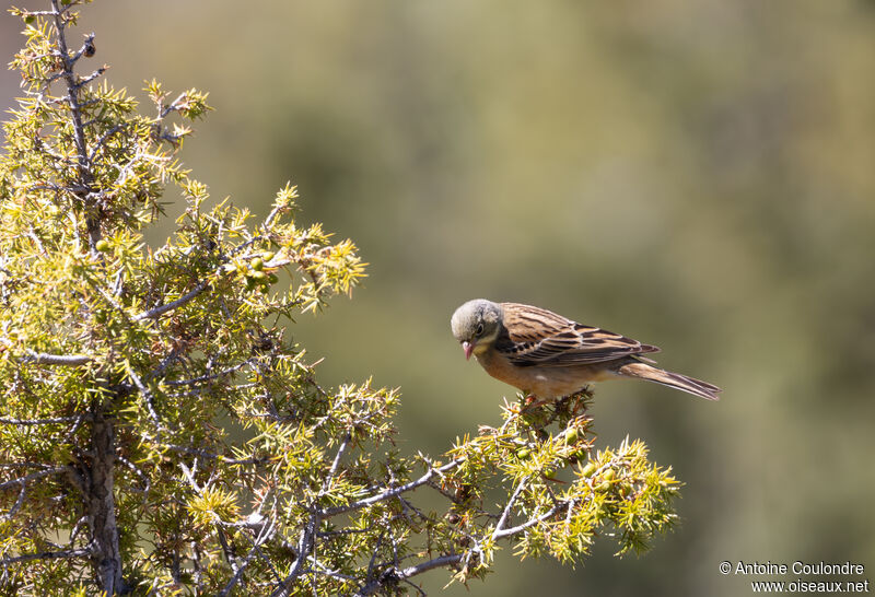 Ortolan Bunting male adult breeding